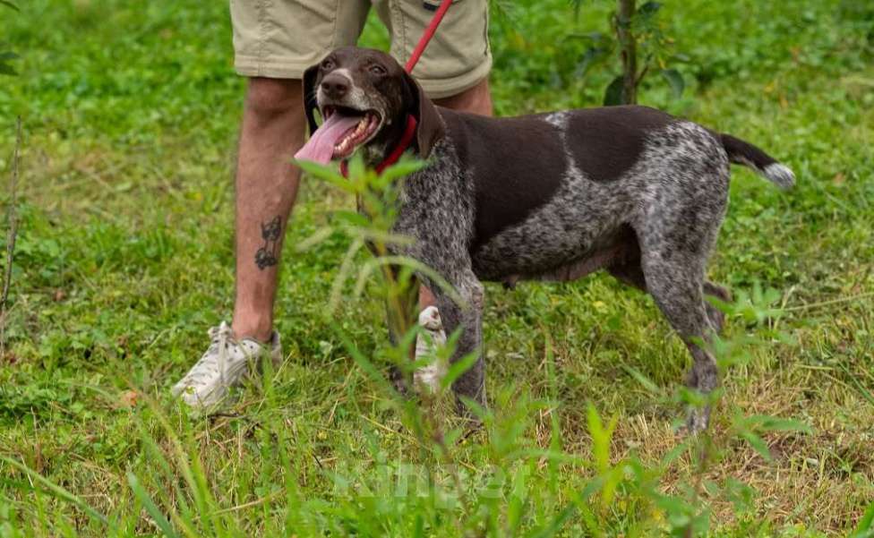Собаки в Москве: Курцхаар Лея ищет дом! Девочка, Бесплатно - фото 5