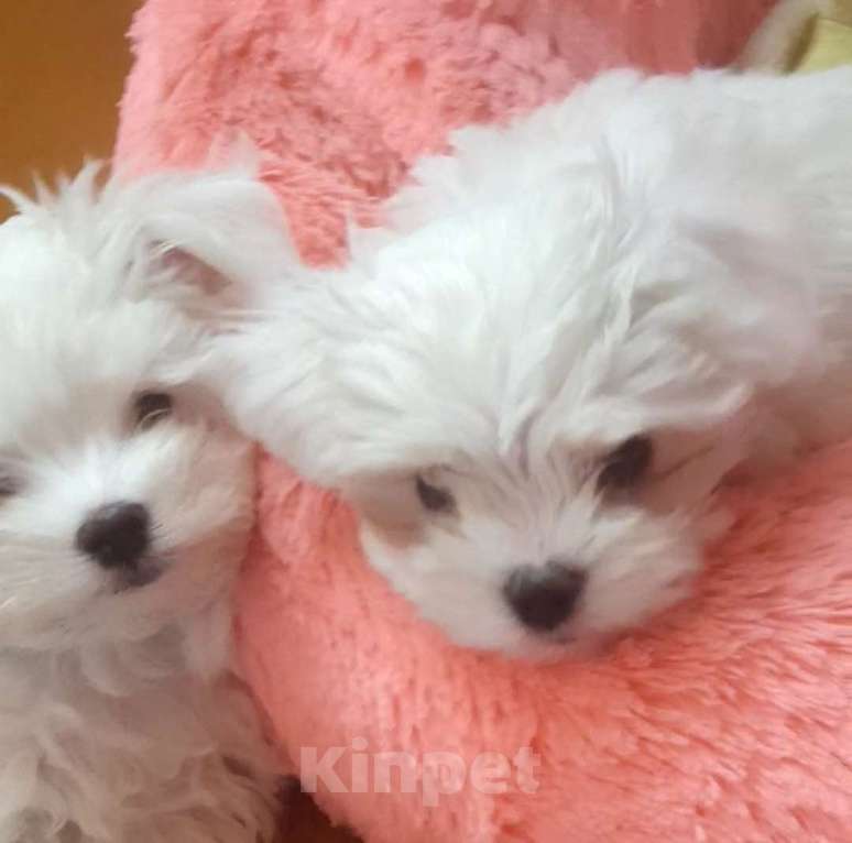 Собаки в Зеленограде: Мальтезе щенки Мальчик, 50 000 руб. - фото 5