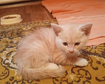 Кошки в Краснодаре: Чудный котёнок добрым людям в добрые руки Мальчик, Бесплатно - фото 1