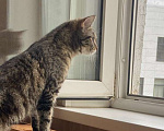Кошки в Подольске: Отдам кошку в добрые руки  Девочка, Бесплатно - фото 1