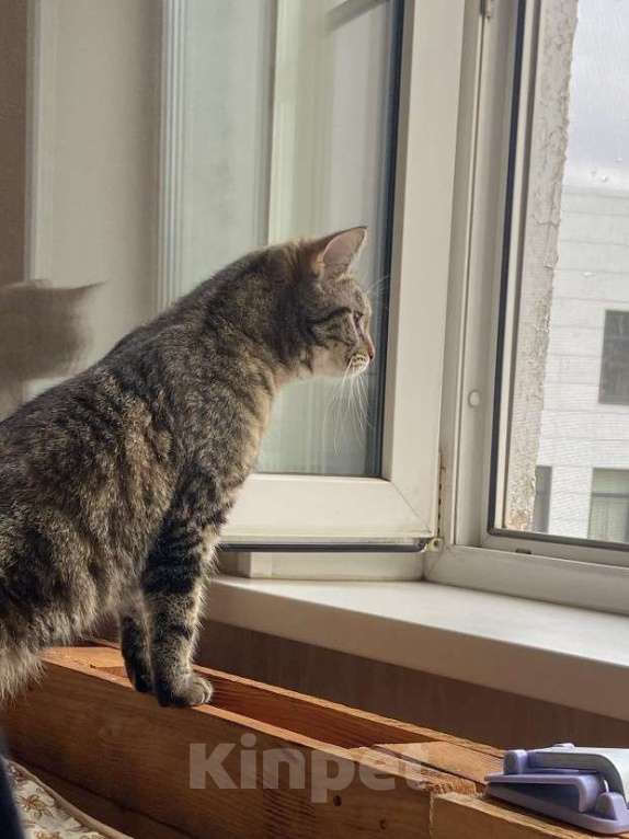 Кошки в Подольске: Отдам кошку в добрые руки  Девочка, Бесплатно - фото 1