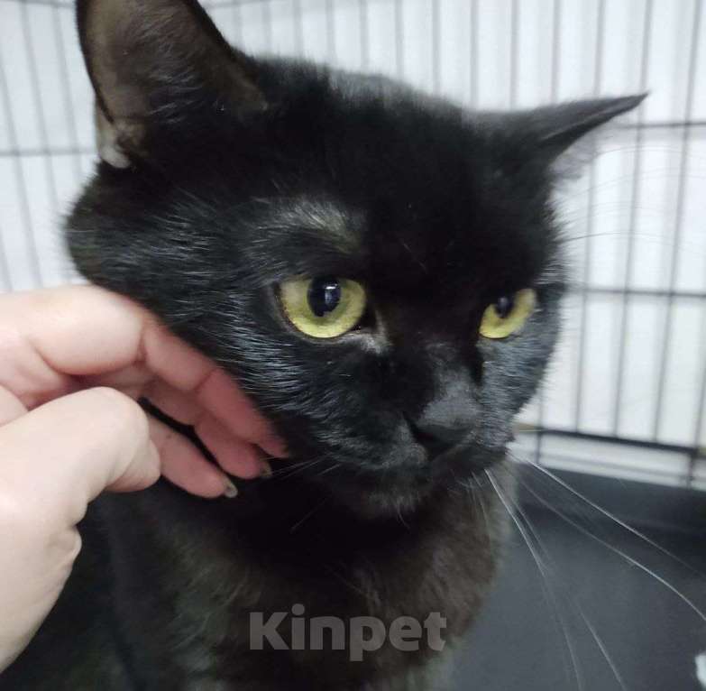 Кошки в Москве: Домашняя кошечка живет взаперти 💔  Девочка, Бесплатно - фото 3