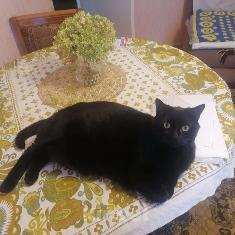 Кошки в Москве: Срочно нужно отдать в хорошие руки Мальчик, Бесплатно - фото 3