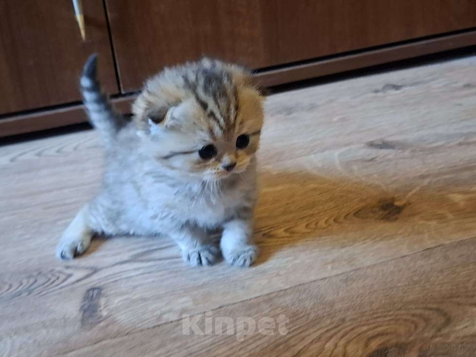 Кошки в Москве: Шотландские вислоухие котята Разнополые, 15 000 руб. - фото 2