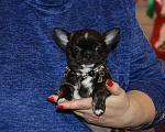 Собаки в Москве: Тигровая чихуахуа Девочка, 55 000 руб. - фото 6