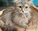 Кошки в Москве: Котята рыжие, трехцветные, мраморного окраса! В добрые руки Девочка, 10 руб. - фото 4