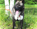 Собаки в Чехове: Лайка метис редкого окраса, 2,5 года, девочка Девочка, 1 руб. - фото 5