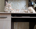 Кошки в Москве: Опытный кот мейн-кун.Вязка, 5 000 руб. - фото 2