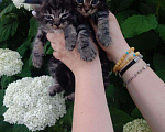Кошки в Дмитровске: котята мейн-кун, 10 000 руб. - фото 3