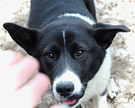 Собаки в Домодедово: Лада (лайка) 7 мес. в добрые руки Девочка, Бесплатно - фото 2
