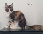 Кошки в Сочи: котята Мейн-Кун Девочка, 30 000 руб. - фото 4