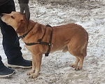 Собаки в Саратове: Видела потерявшуюся собаку Девочка, 1 руб. - фото 1