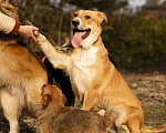 Собаки в Москве: Балу ищет дом Мальчик, Бесплатно - фото 1