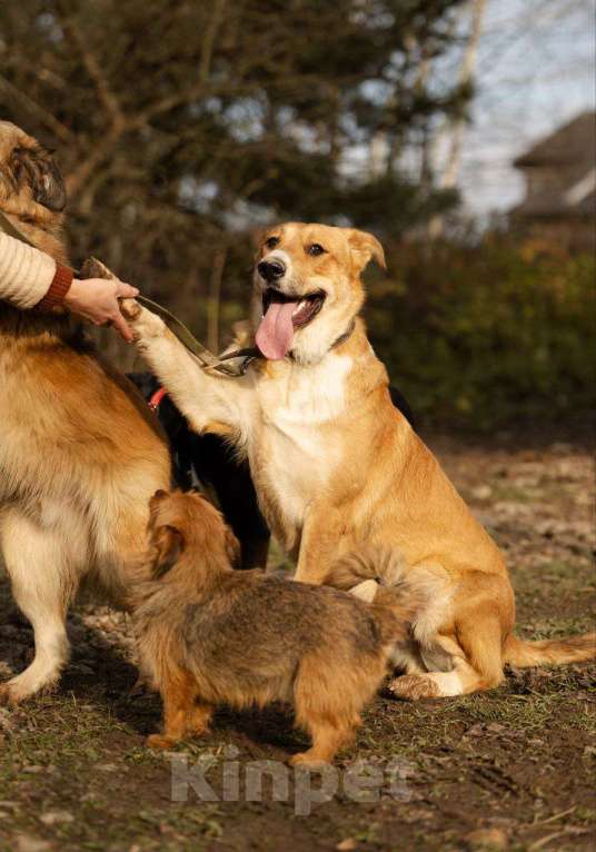 Собаки в Москве: Балу ищет дом Мальчик, Бесплатно - фото 1