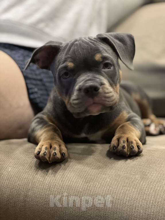 Собаки в Симферополе: Американский булли-девочка Девочка, 50 000 руб. - фото 2