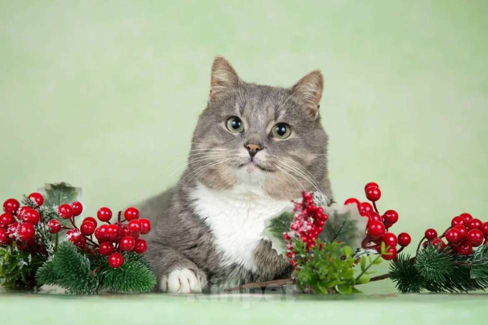 Кошки в Москве: Очаровательный щекастик Дзюба ищет дом Мальчик, 1 руб. - фото 6