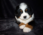 Собаки в других городах Московской области: Бернский зенненхунд Девочка, 70 000 руб. - фото 3