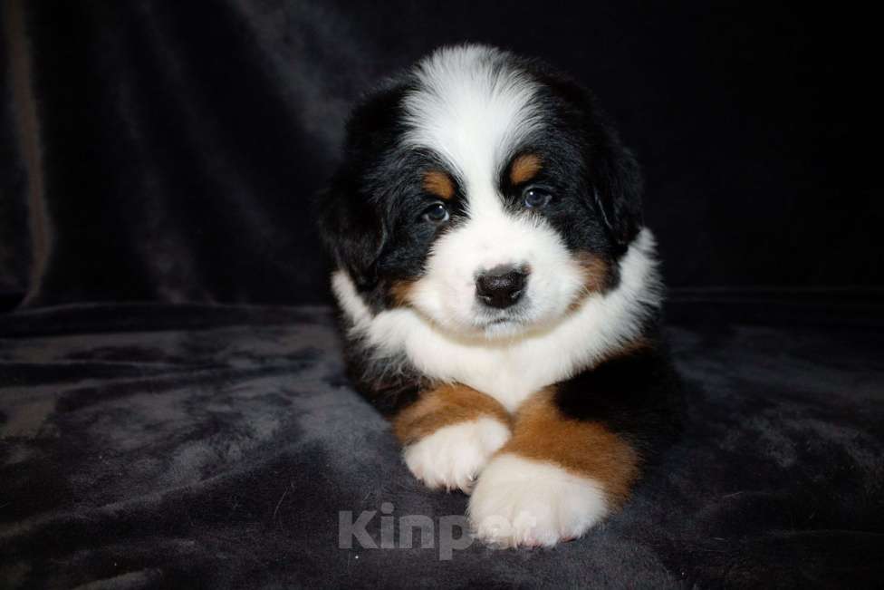 Собаки в других городах Московской области: Бернский зенненхунд Девочка, 70 000 руб. - фото 3