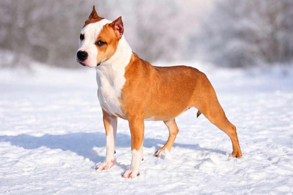 Собаки в Москве: Шикарная девочка амстаффа Девочка, 90 000 руб. - фото 5