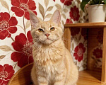 Кошки в Москве: Котенок мейн кун Девочка, Бесплатно - фото 3