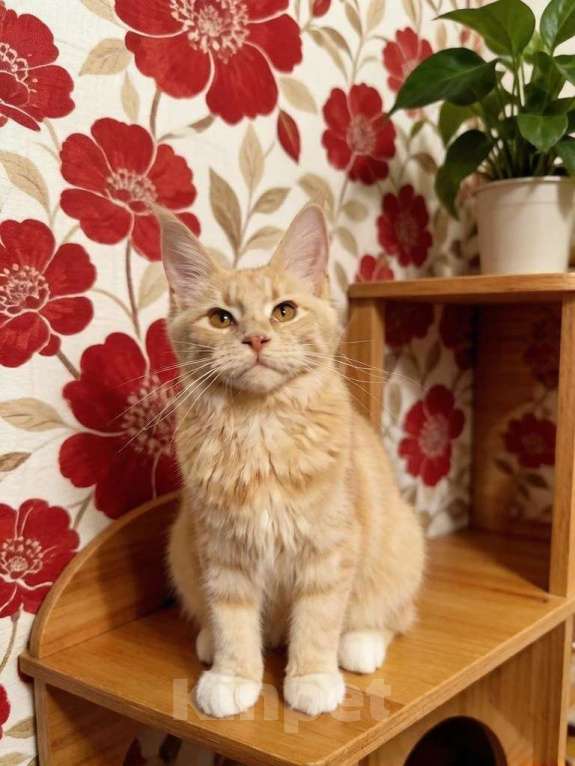 Кошки в Москве: Котенок мейн кун Девочка, Бесплатно - фото 3