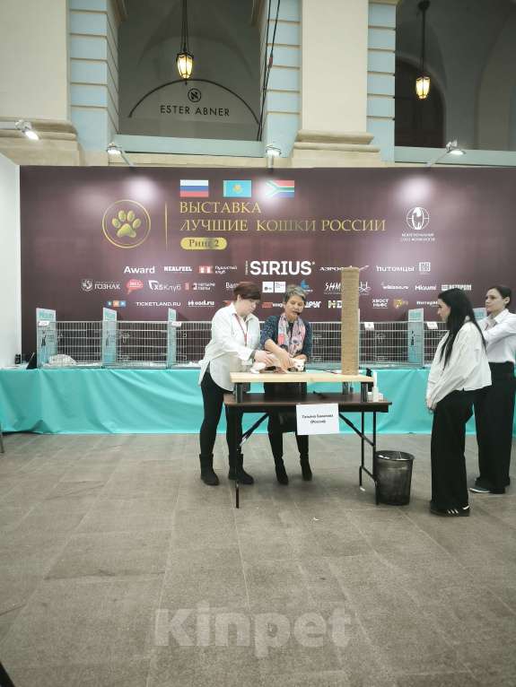 Кошки в Москве: Украинский левкой чистопродный. Документы Мальчик, Бесплатно - фото 7