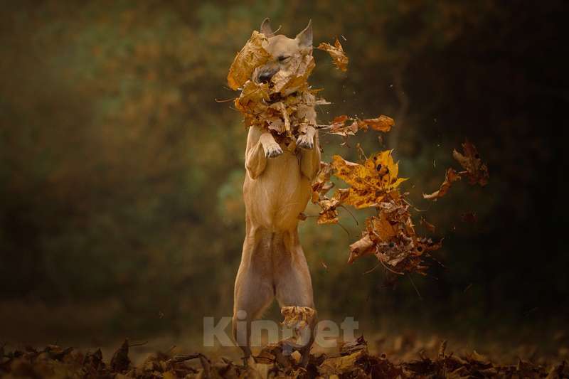 Собаки в Москве: Бельгийская овчарка Сири в дар Девочка, 1 руб. - фото 3