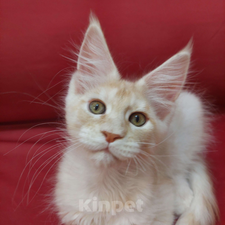 Кошки в Челябинске: Шикарный зефирный котик на самый мягкий диванчик Мальчик, 45 000 руб. - фото 4