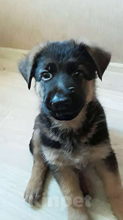 Собаки в Москве: Шикарные щенки немецкой овчарки Разнополые, 9 000 руб. - фото 2