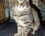 Кошки в Москве: Пушистая ласковая Клепа Девочка, 10 руб. - фото 4