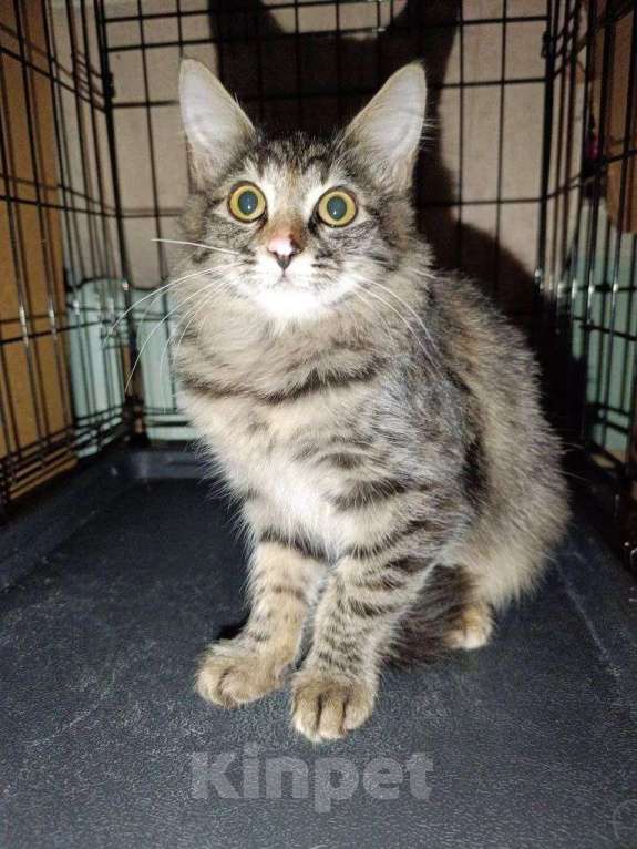 Кошки в Москве: Пушистая ласковая Клепа Девочка, 10 руб. - фото 4