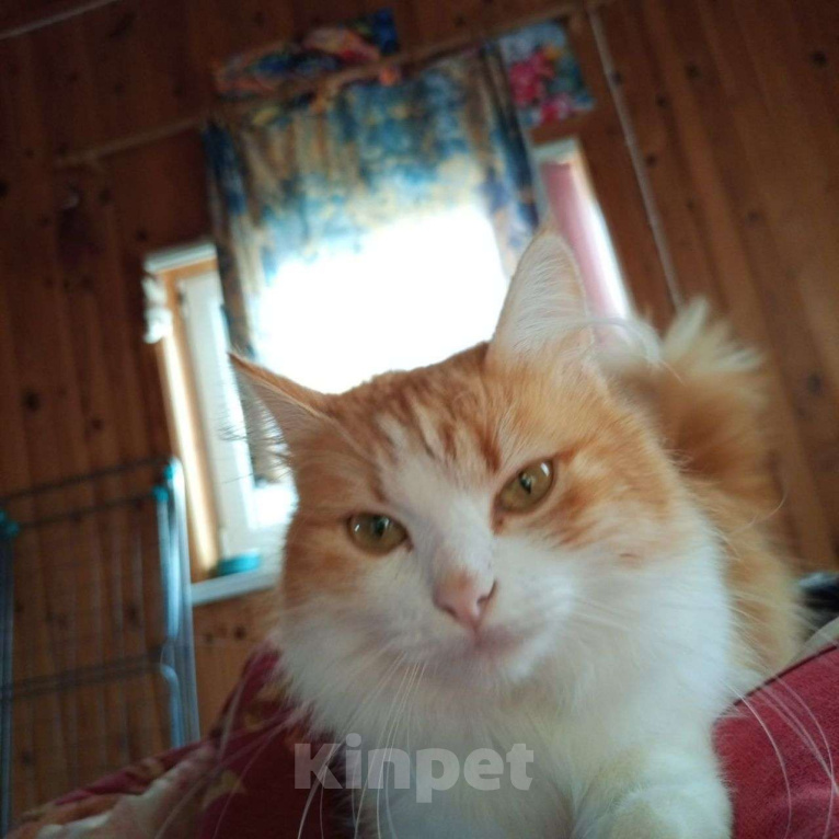 Кошки в Выборге: Молоденькая кошка Молли в добрые руки Девочка, Бесплатно - фото 2