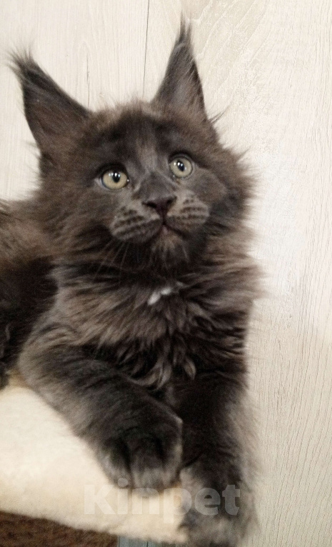 Кошки в Красноярске: Движ family pride Мальчик, 90 000 руб. - фото 4