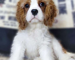 Собаки в Санкт-Петербурге: Красивый мальчик кавалер Кинг Чарльз спаниель Мальчик, Бесплатно - фото 1