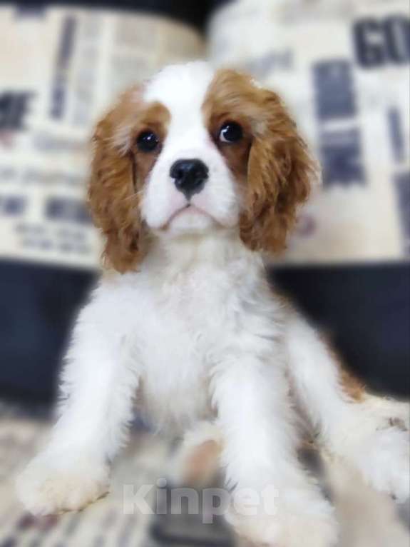 Собаки в Санкт-Петербурге: Красивый мальчик кавалер Кинг Чарльз спаниель Мальчик, Бесплатно - фото 1