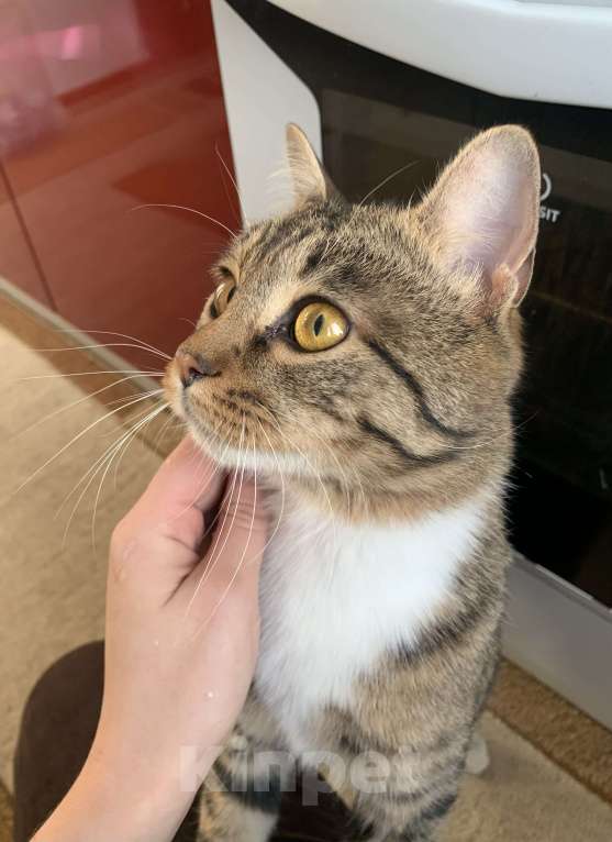 Кошки в Новокузнецке: Отдам в добрые руки Мальчик, Бесплатно - фото 1