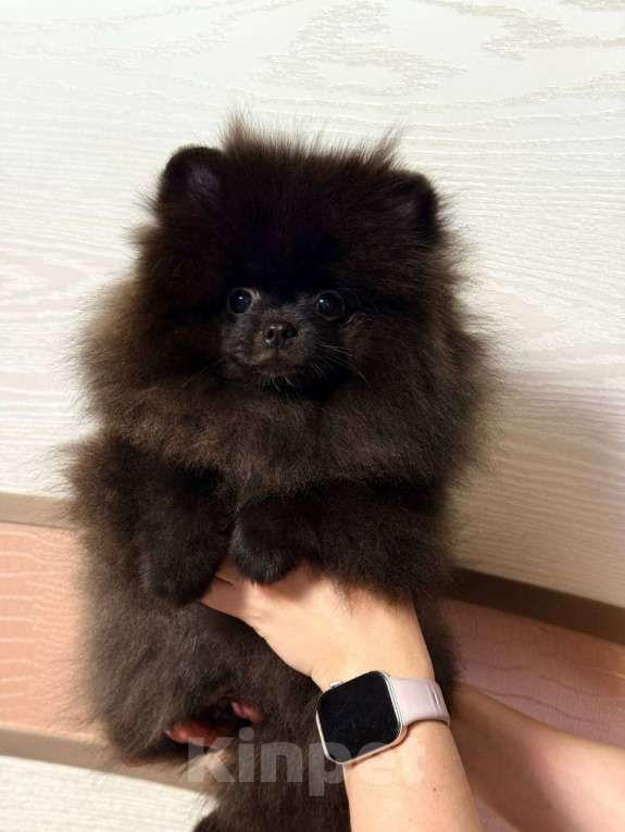 Собаки в Москве: Щенки померанский шпиц, кобель, черный Мальчик, 70 000 руб. - фото 2