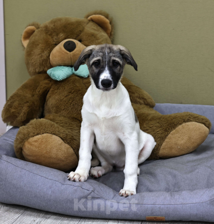 Собаки в Москве: Щенок бесплатно Москва Девочка, Бесплатно - фото 3