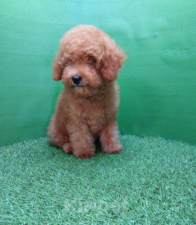 Собаки в других городах Московской области: Шикарный рыжий мальчик Тобби. Мальчик, 100 000 руб. - фото 10