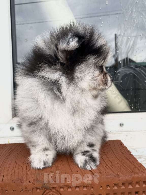 Собаки в Перми: Померанский шпиц от чемпиона с документами  Мальчик, 40 000 руб. - фото 7