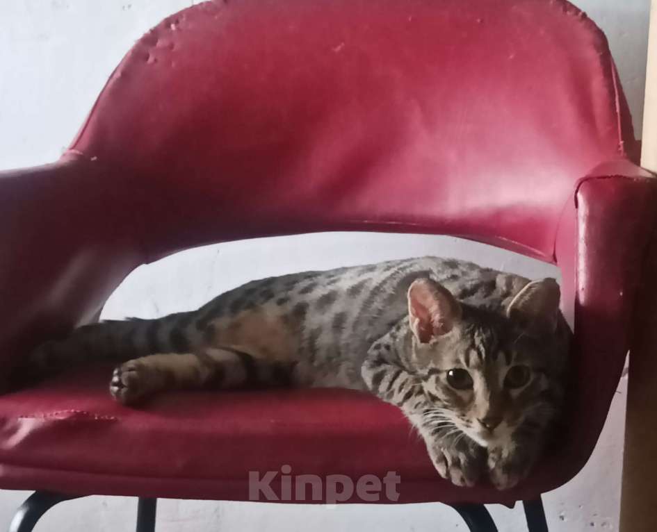 Кошки в Екатеринбурге: Котик Шалопай Мальчик, 15 000 руб. - фото 2