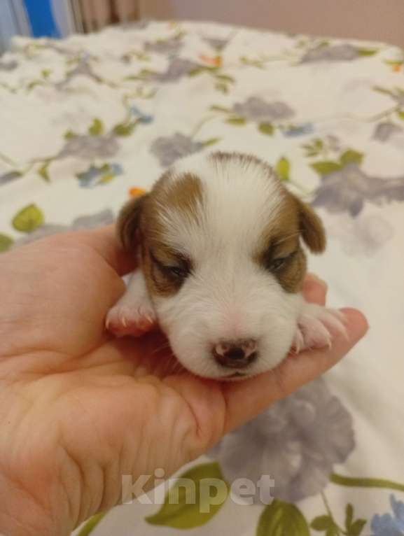 Собаки в Дмитрове: Девочка Девочка, 30 000 руб. - фото 1