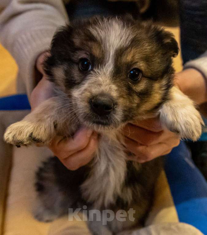 Собаки в Москве: Щенки метисы ищут дом Девочка, Бесплатно - фото 4