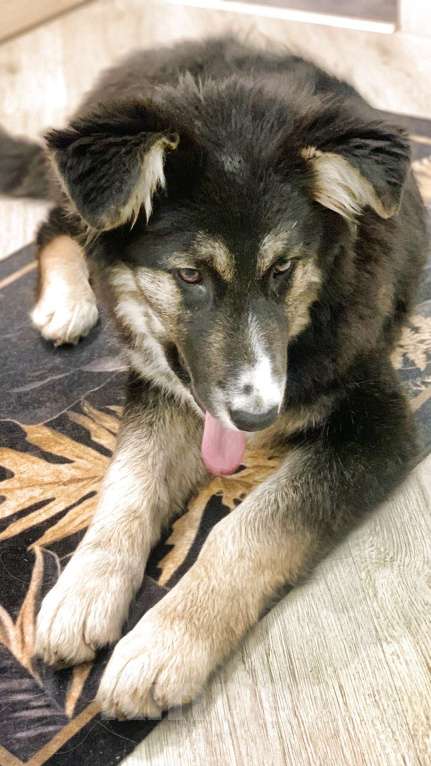 Собаки в других городах Московской области: Пушистый медвежонок по имени Мишка Девочка, 800 руб. - фото 5