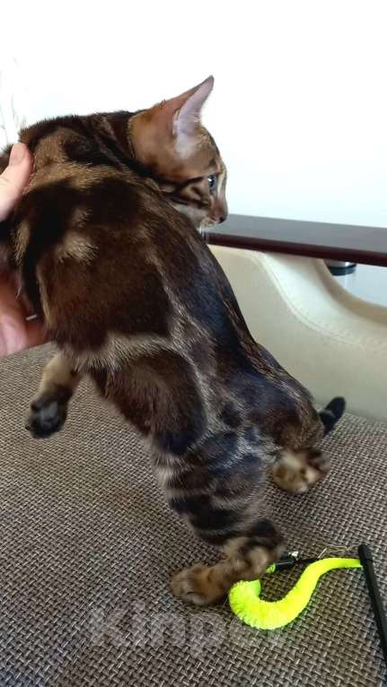 Кошки в Москве: Бенгальский мальчик  Мальчик, 30 000 руб. - фото 5