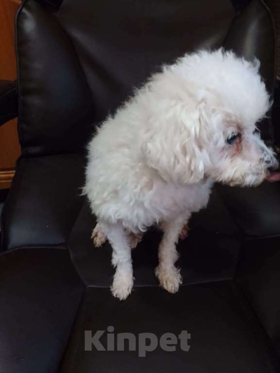 Собаки в других городах Московской области: той пудель, взрослый пёс Мальчик, 12 000 руб. - фото 5