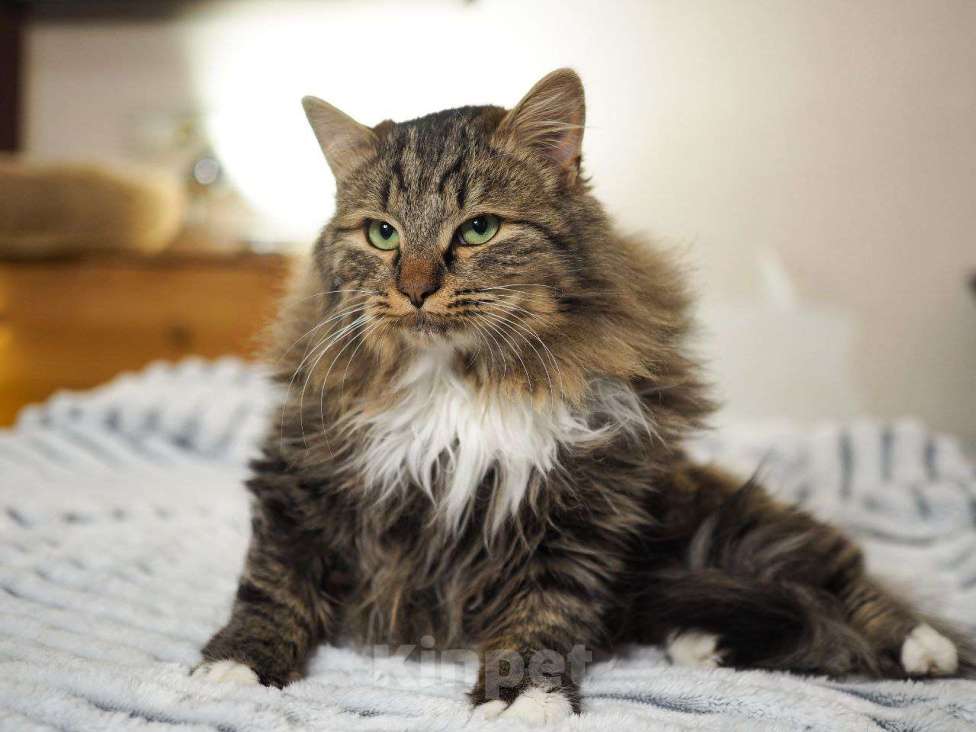 Кошки в Москве: котенок Мохер ищет дом Мальчик, Бесплатно - фото 5