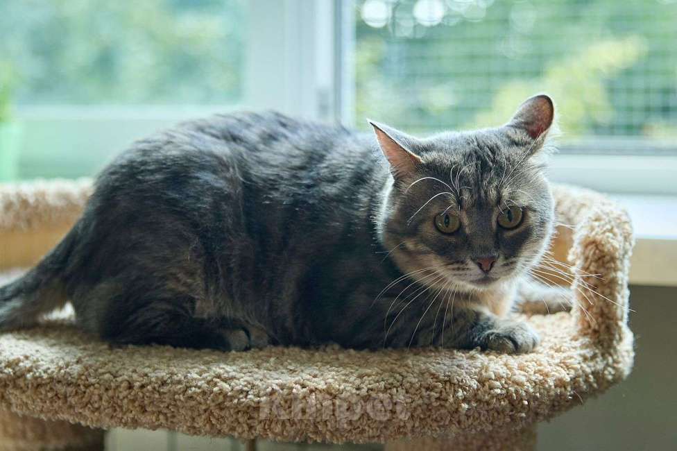 Кошки в Москве: Котик Луня в добрые руки Мальчик, Бесплатно - фото 5