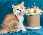 Кошки в Люберцах: Британский котенок Девочка, 55 000 руб. - фото 3