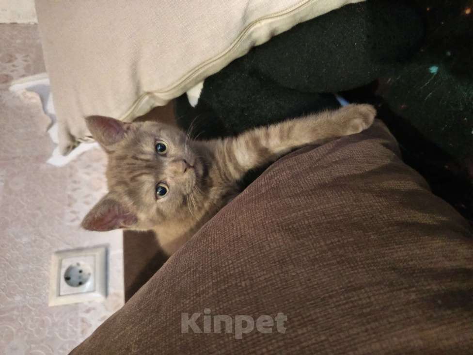 Кошки в других городах Московской области: Коричневый котенок британец 2 месяца  Мальчик, 15 000 руб. - фото 3